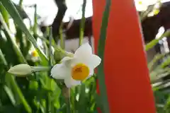 平野神社の自然