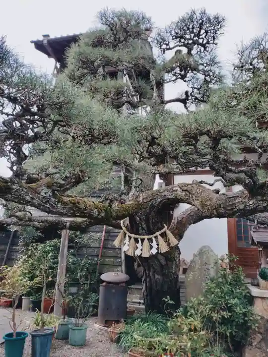 妙典寺の{uncategorized: "未分類", other: "その他", undefined: "問題あり", building: "その他建物", grave: "お墓", sacred_gate: "鳥居", guardian: "狛犬", statue: "像", buddha: "仏像", history: "歴史", nature: "自然", garden: "庭園", animal: "動物", pagoda: "塔", temizu: "手水舎", mountain_gate: "山門・神門", sanctuary: "本殿・本堂", subordinate: "末社・摂社", art: "芸術", scenery: "景色", jizo: "地蔵", ema: "絵馬", goshuin: "御朱印", omikuji: "おみくじ", items: "授与品その他", amulet: "お守り", goshuincho: "御朱印帳", eats: "食事", festival: "お祭り", votive_dance: "神楽", shichigosan: "七五三参", wedding: "結婚式", experience: "体験その他", initially: "初詣", around: "周辺", anti_infection: "感染症対策"}