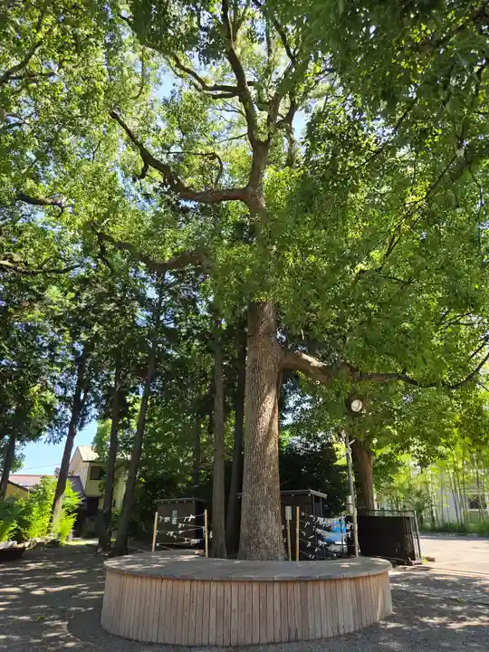 星川杉山神社(神奈川県)