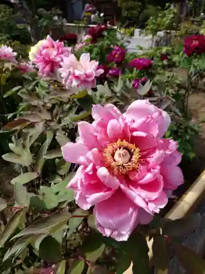 禅定院(東京都)