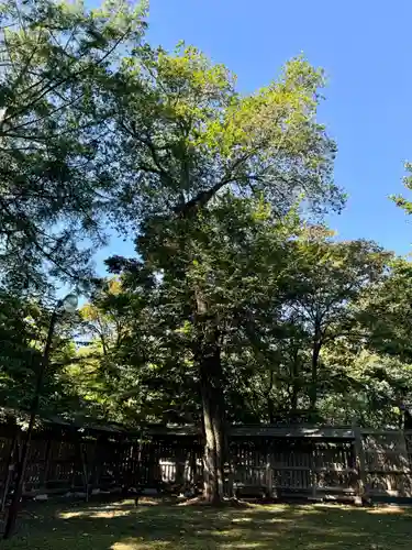 帯廣神社の自然