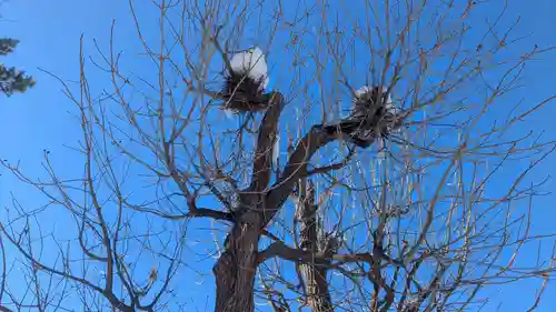 西御料地神社の自然