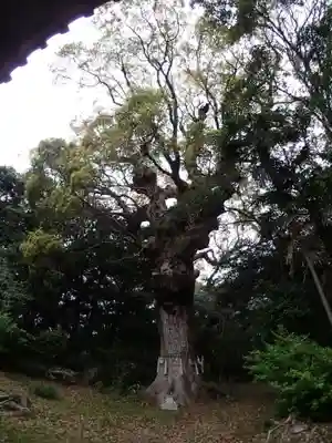 多久頭魂神社の自然
