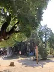 愛知県高浜市春日神社の自然