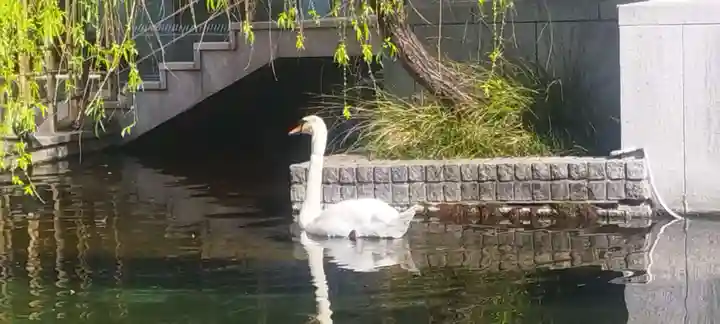 頂法寺(六角堂)の動物