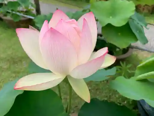 三室戸寺の自然