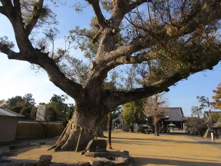 金倉寺(香川県)