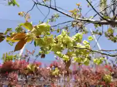 下神明天祖神社の自然