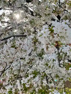 闘鶏神社(和歌山県)