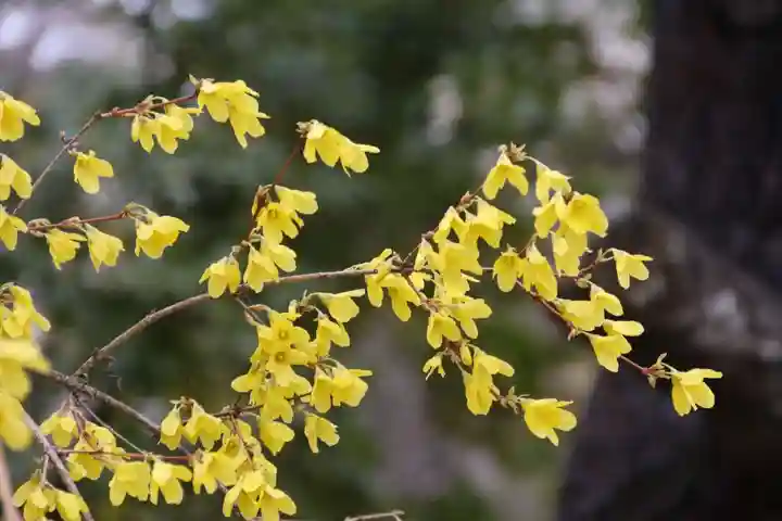 開成山大神宮の庭園