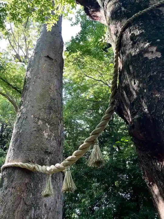 川越氷川神社(埼玉県)