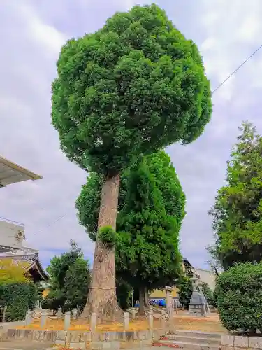 小豊神社（小豊尊社）の自然