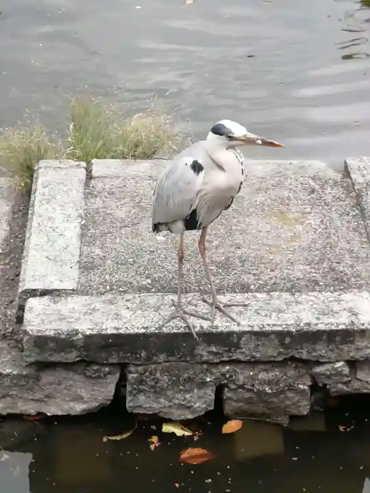 東寺(教王護国寺)の動物