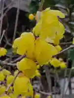 沙沙貴神社の自然