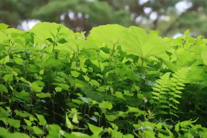 豊景神社の自然