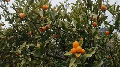 医王寺(静岡県)