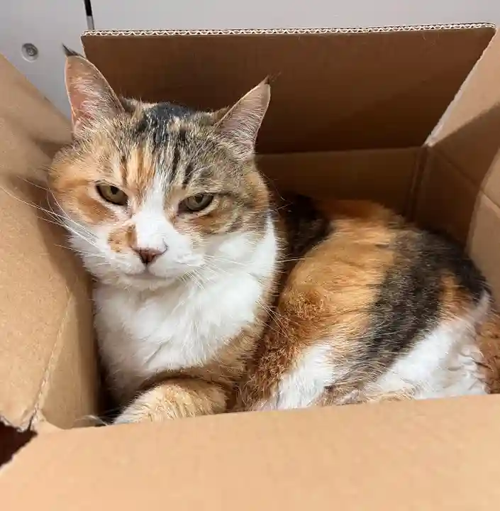 秩父札所十三番 慈眼寺の動物