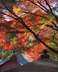 普門寺(切り絵御朱印発祥の寺)の自然