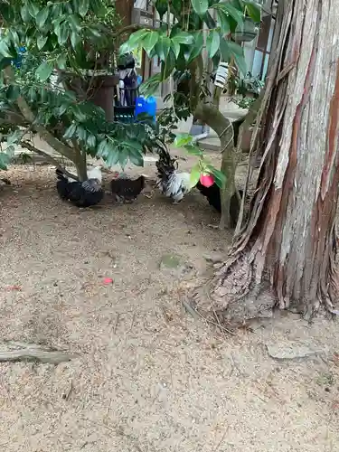 賀露神社の動物