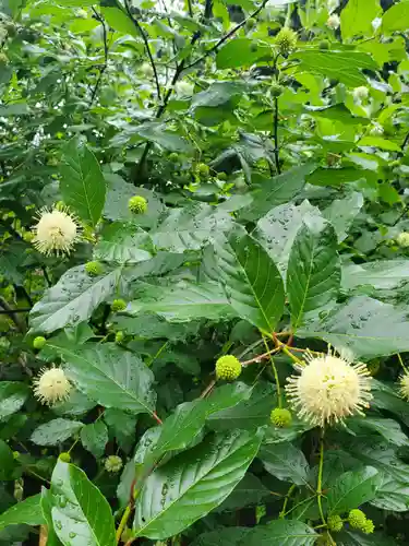 沙沙貴神社(滋賀県)