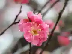 石稲荷神社(茨城県)