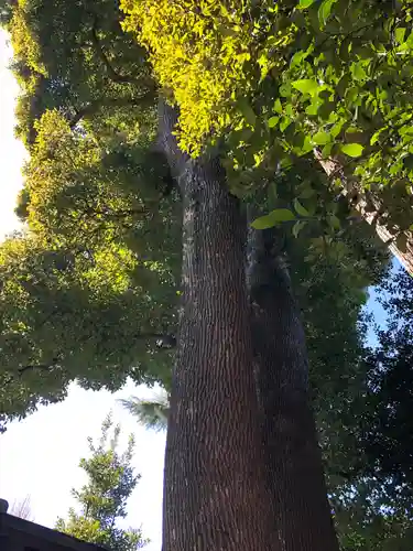 鳩ヶ谷氷川神社の自然