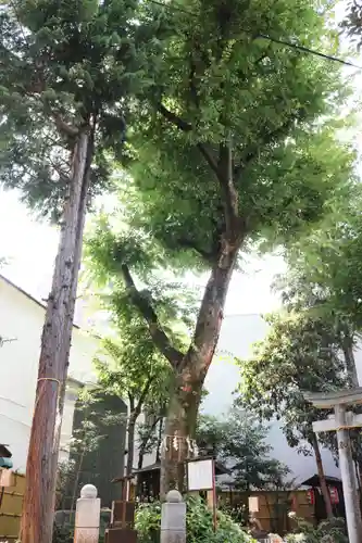 くまくま神社(導きの社 熊野町熊野神社)の自然