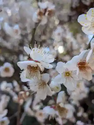 乃木神社(東京都)
