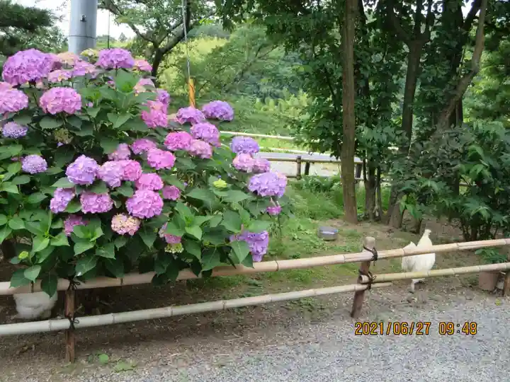高屋敷稲荷神社の自然
