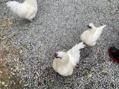 高屋敷稲荷神社(福島県)