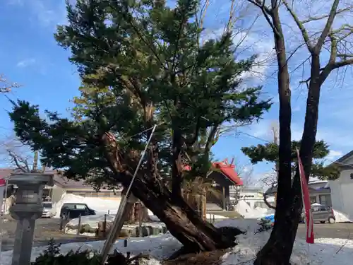 豊栄神社の自然