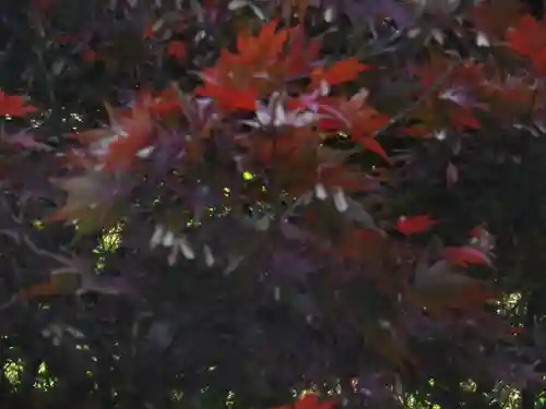 浄光明寺の自然