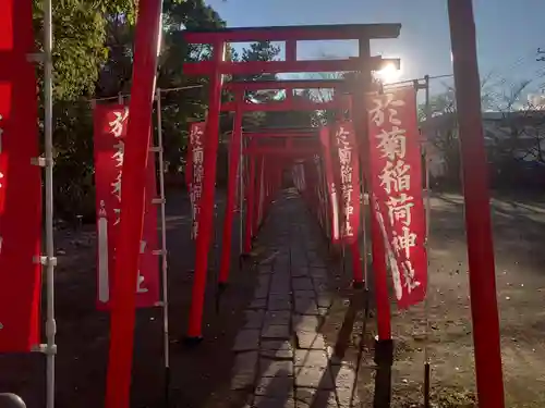 於菊稲荷神社の鳥居