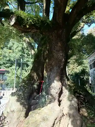 五所神社の自然