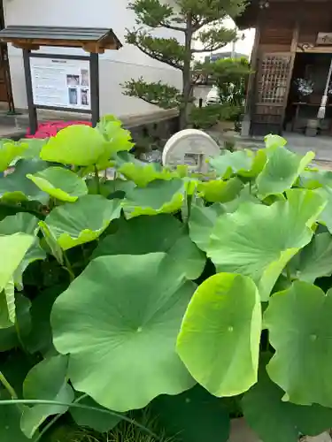 徳蔵寺の庭園