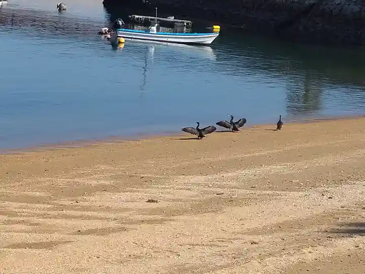 包ケ浦神社の動物