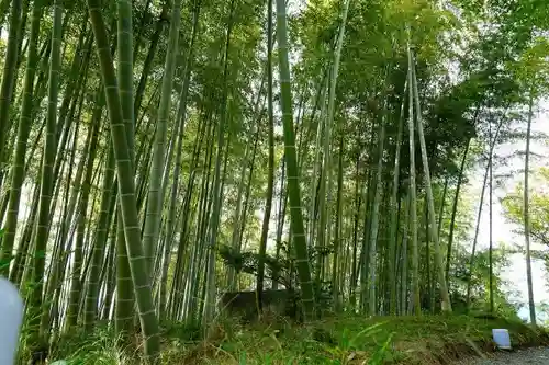 高台寺（高台寿聖禅寺・高臺寺）の自然