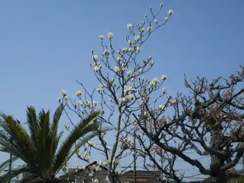 来迎寺（材木座）の自然