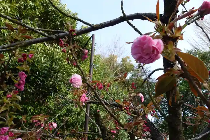 大報恩寺(千本釈迦堂)の自然