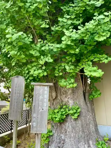 根岸八幡神社(神奈川県)