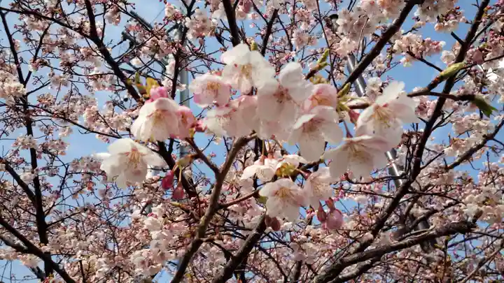 報徳二宮神社の自然