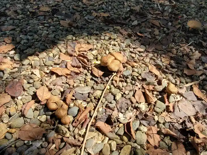 和田神社の自然