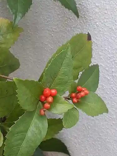 西方山極楽寺の自然