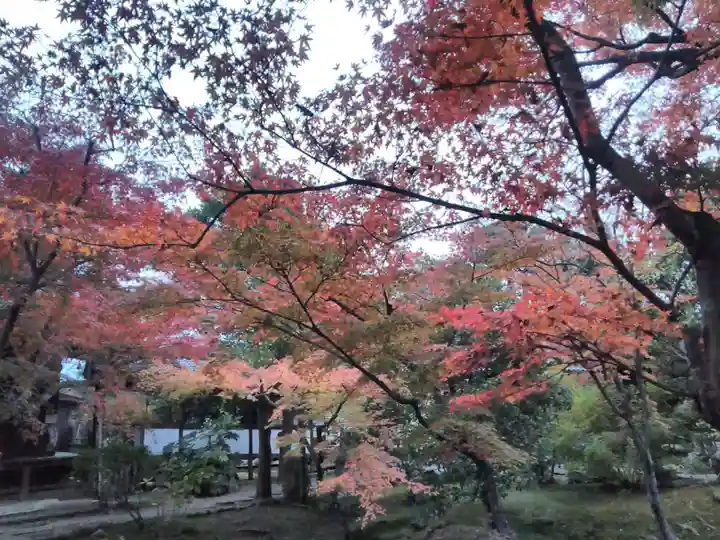 新薬師寺の自然