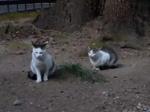 泥江縣神社(愛知県)