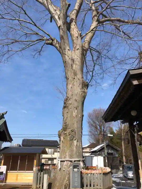 守谷総鎮守 八坂神社の自然