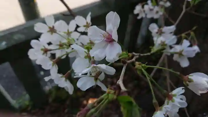 美濃輪稲荷神社の自然
