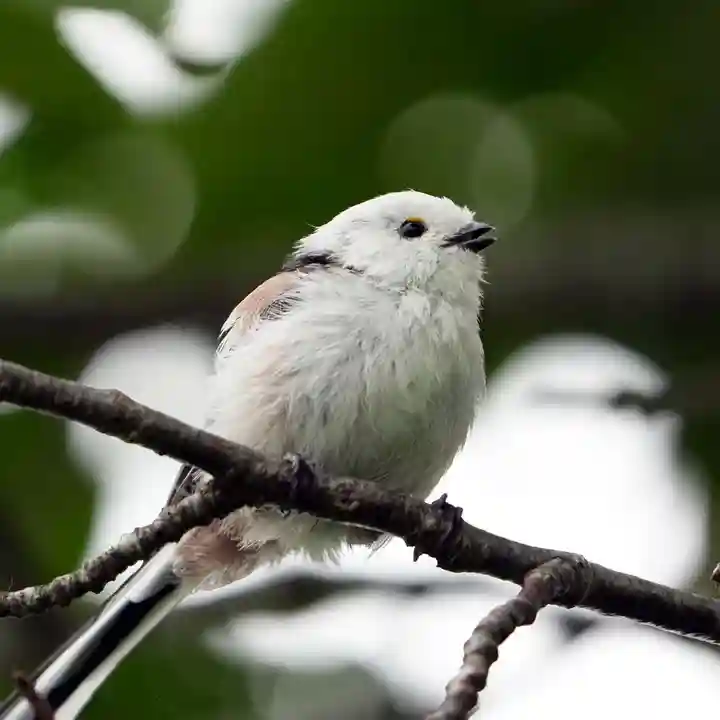 帯廣神社の動物