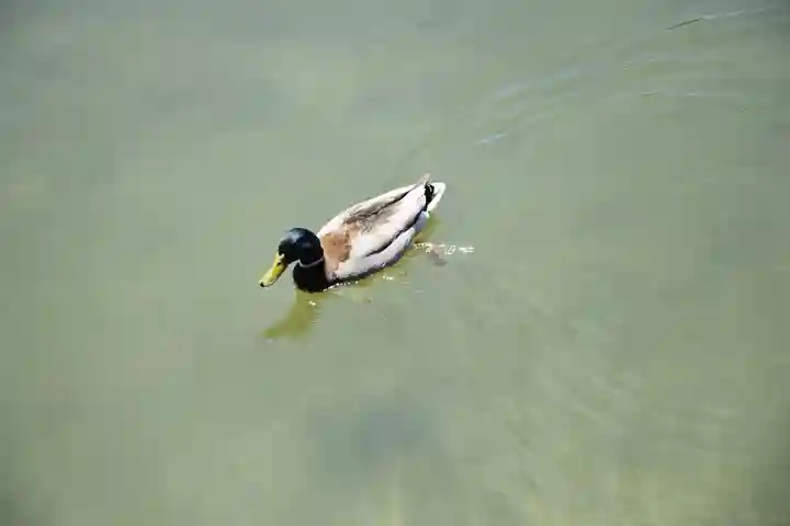 平安神宮の動物