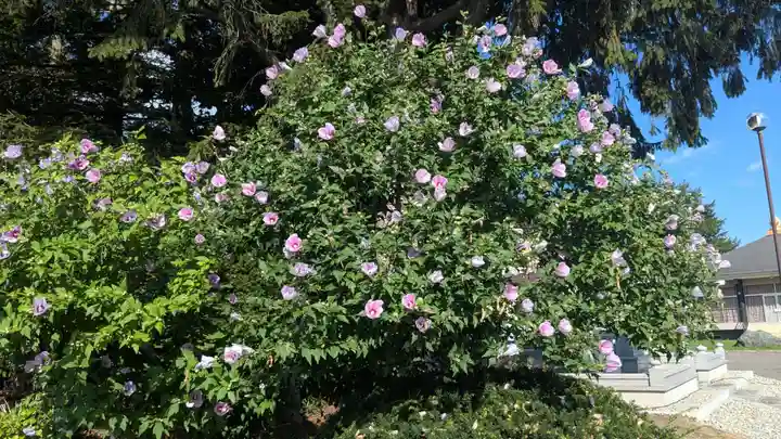高野山寺の自然